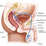 Anatomy of male genital system