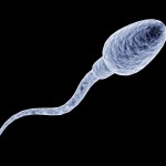 Picture of a human sperm