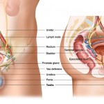 Male genitourinary anatomy