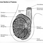Anatomical picture of a testicle