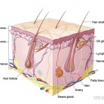 Anatomical cross-sectional drawing of the skin, hair, sweat glands