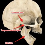Anatomy of the skull, jaw and temporomandibular joint